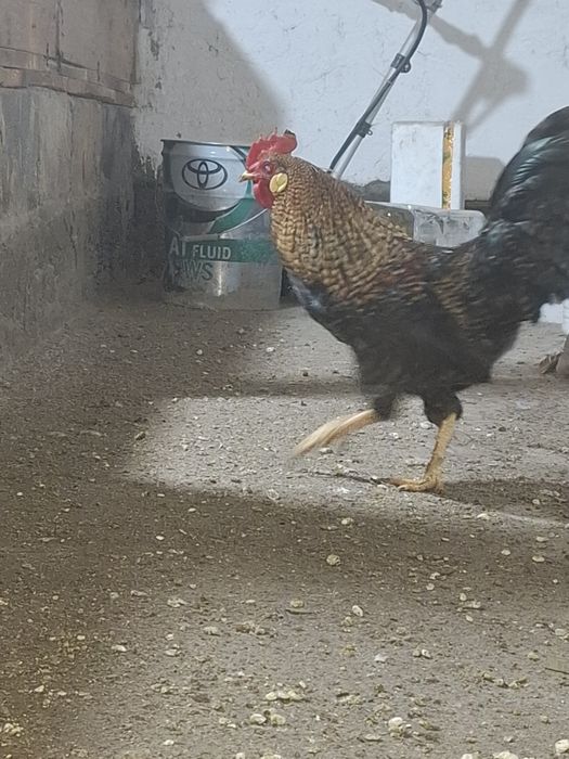 Продам.  Петухов