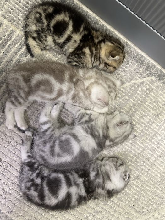 Вислоухие котята