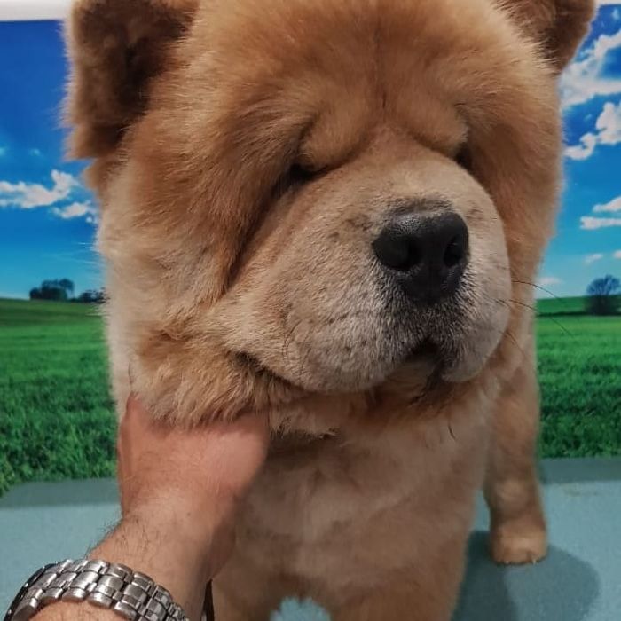 Грумер.  Стрижка животных.