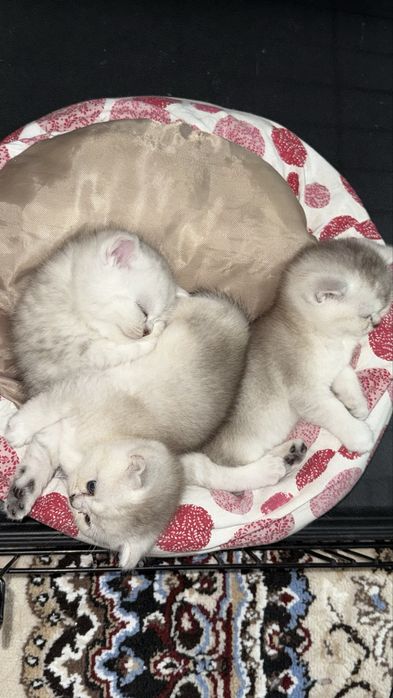 Qadimgi erkaklarning katta qollari