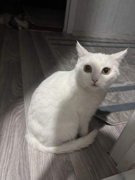Кошечка по имени Милка ищет дом