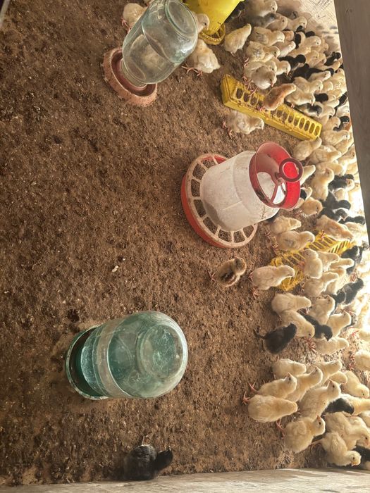 Адлер балапандары сатылады