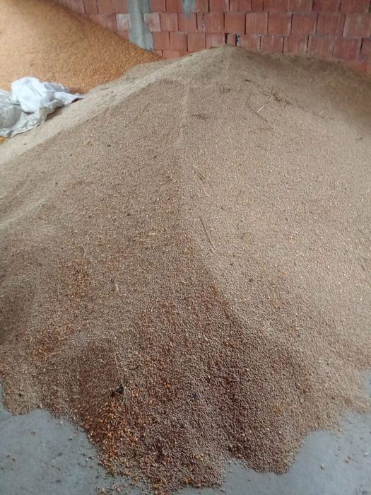 Vând porumb si triticale