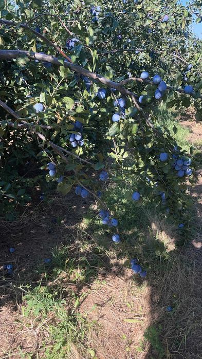 Vand Prune de tuica aflate in Sat Hintesti , Jud. Arges