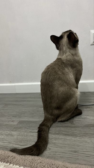 Отдам кота в добрые руки