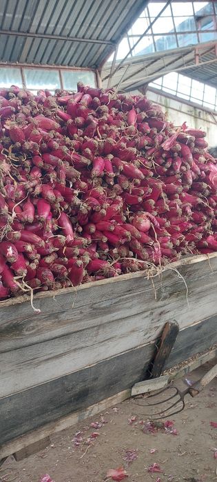 Ceapa rosie de apa de vanzare