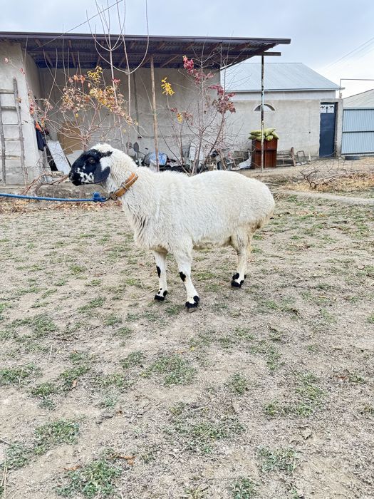 Кучкор билан мода барра сотилади