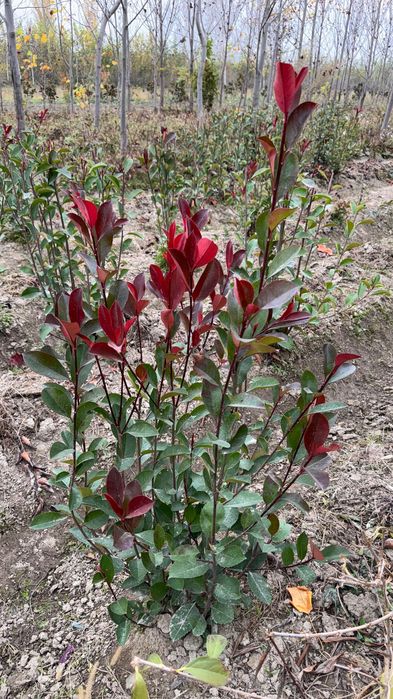 Фатиния изгирид (Италия)