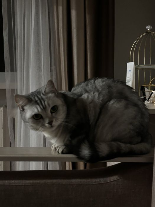 ласковый котенок бесплатно