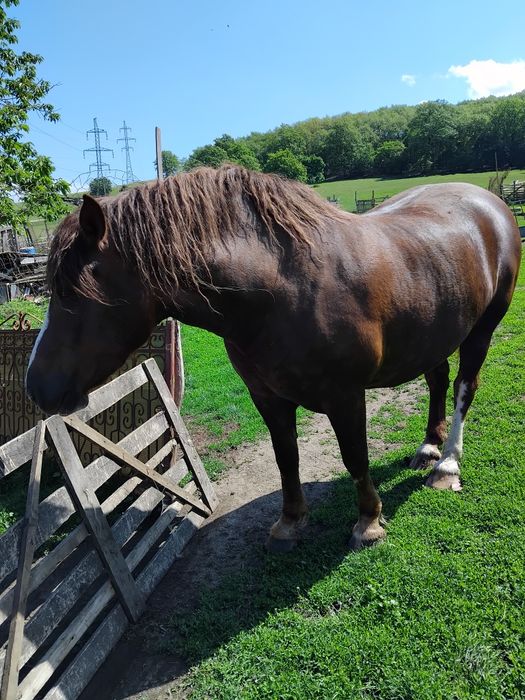Mânză de vânzare , mânza este de patru ani, sănătoasă bine întreținută