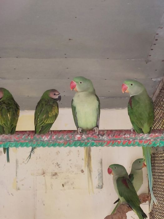 Papagali Marele Alexandar tineri