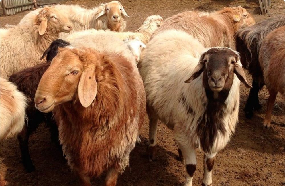 Продам овец  оптом и по 1 цена договорная