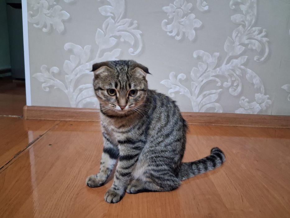 Кошка в добрые руки