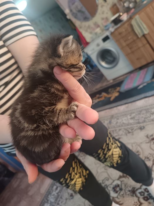 Котяточки британцы