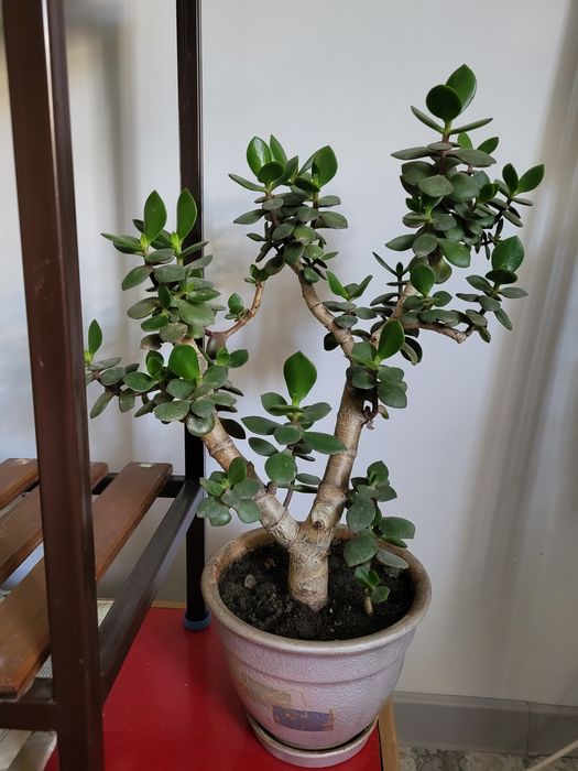 Денежное дерево-толстянка