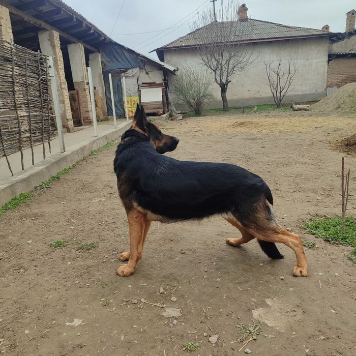 Щенки немецкой овчарки