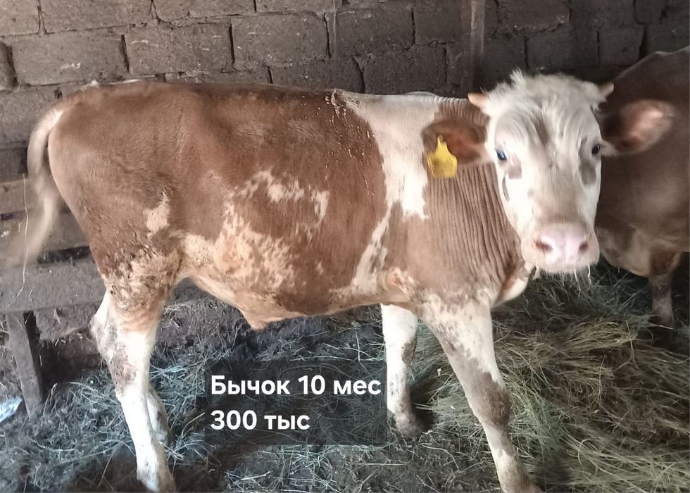 Продам бычков 1 год 5 мес, 11 мес и 10 мес