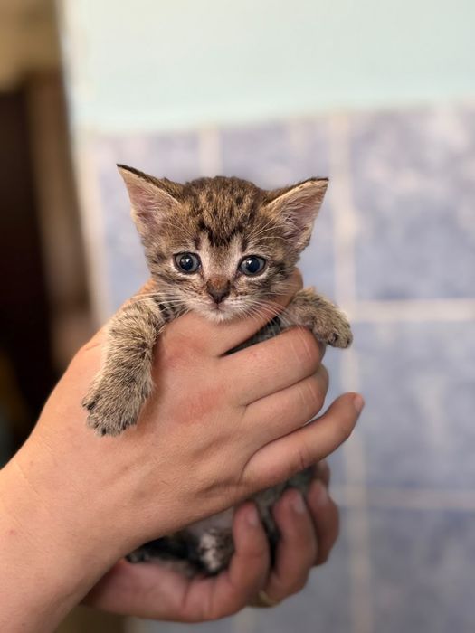 Пристраиваются котята