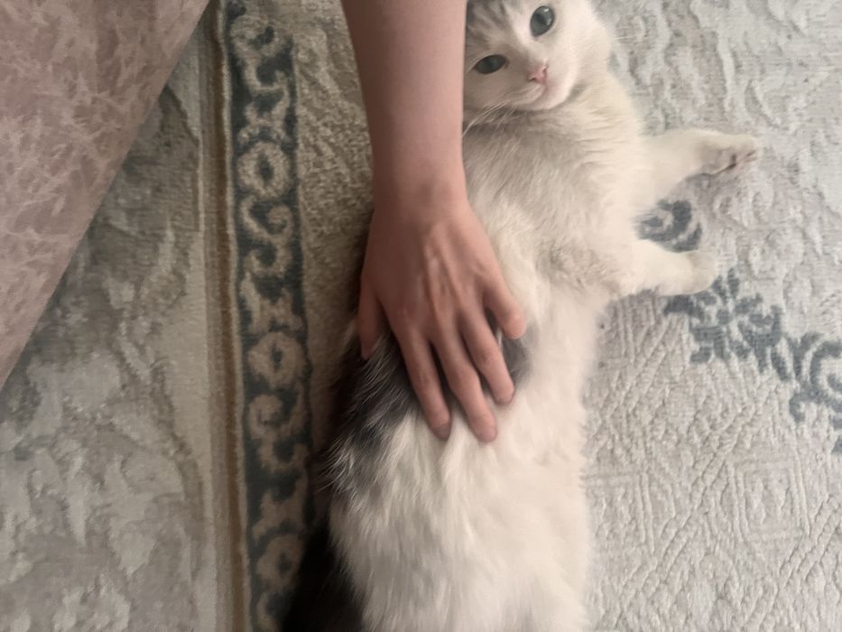 кошечке нужен дом и хозяева