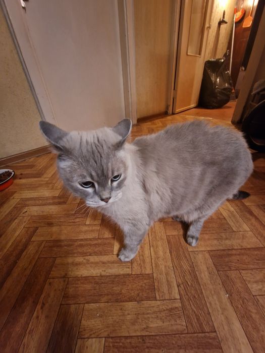 Отдам кота в добрые руки