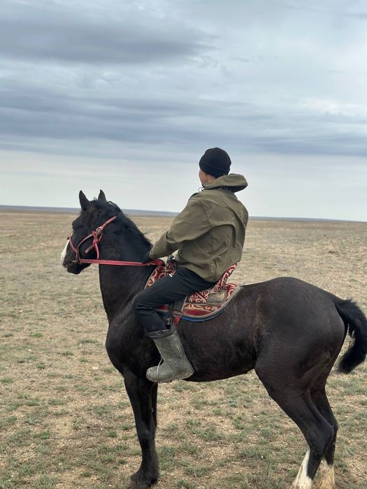 Ат сатылады көкпарға кірген