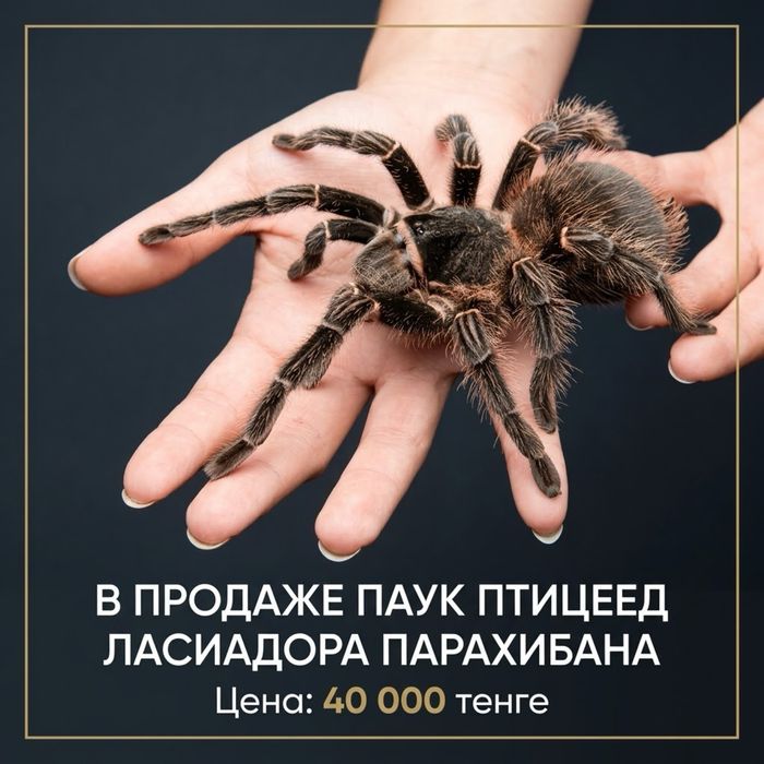 Паук птицеед Ласиадора Парахибана
