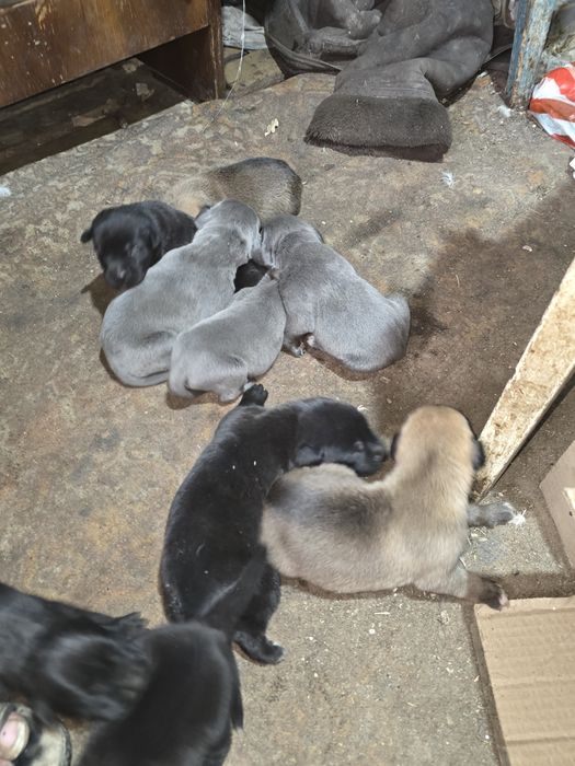 щенки кане корсо