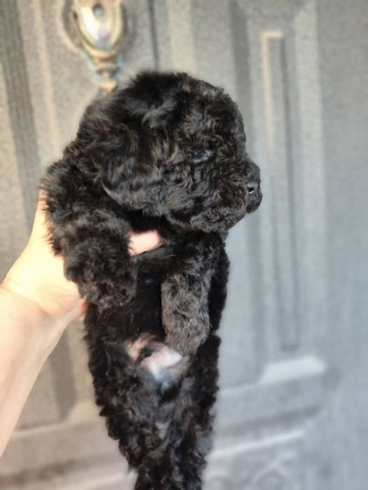 Щенки той пуделя редкого окраса