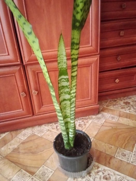 Цветок щучий хвост