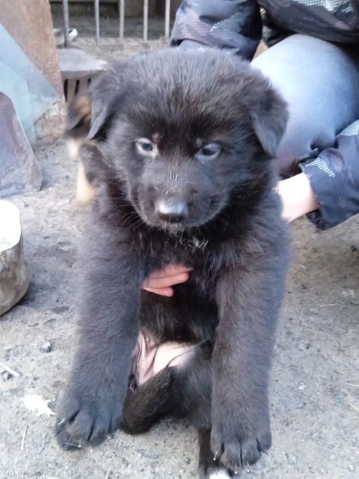 Щенки немецкой овчарки