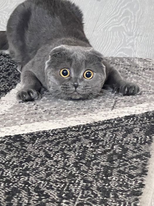 вязка кота вислоух!