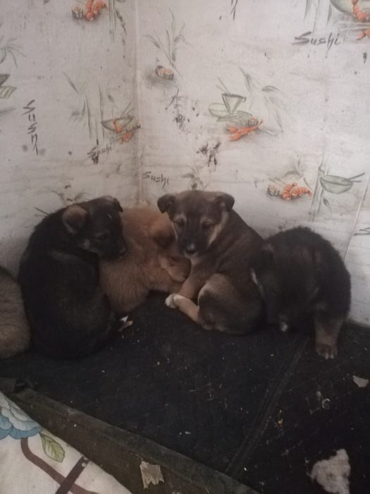 Отдам щенков в хорошие руки