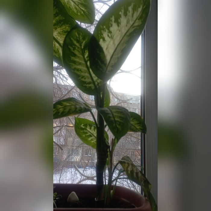 Продам ростки диффенбахии