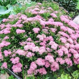 Петуния Цветы и Кустарники