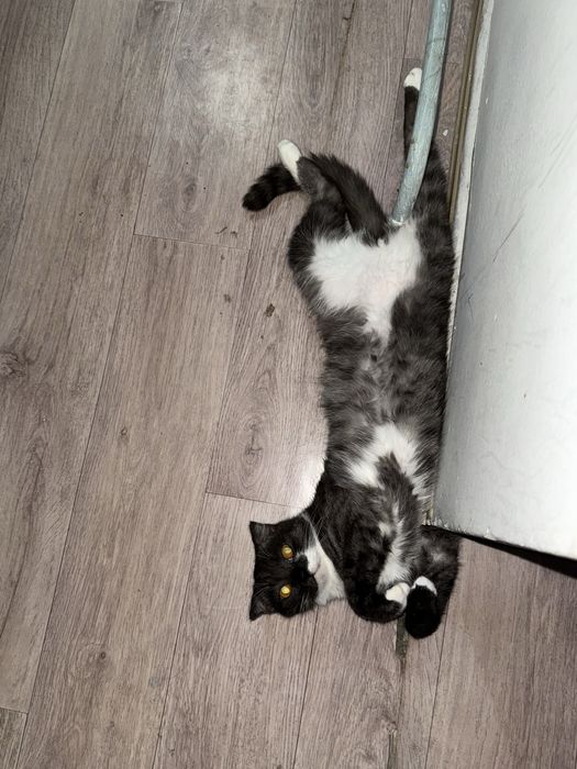 Кот мальчик  кастрированный