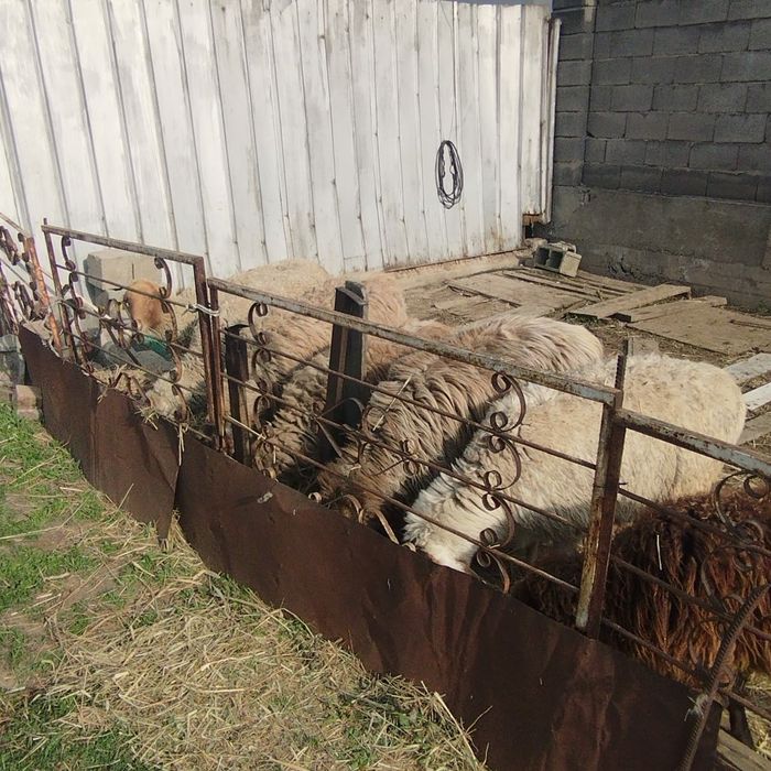 Овцы бараны  кой