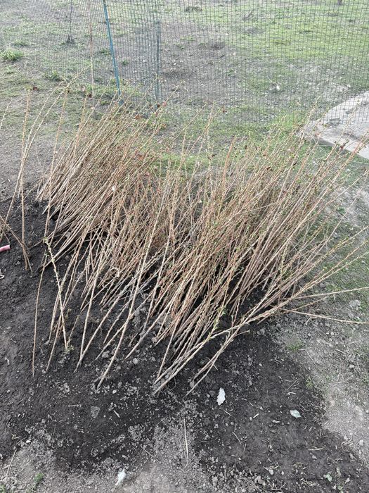 Саженцы смородины