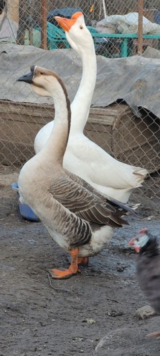 Lot gaste africane 1+4, pasari deosebite si ingrijite