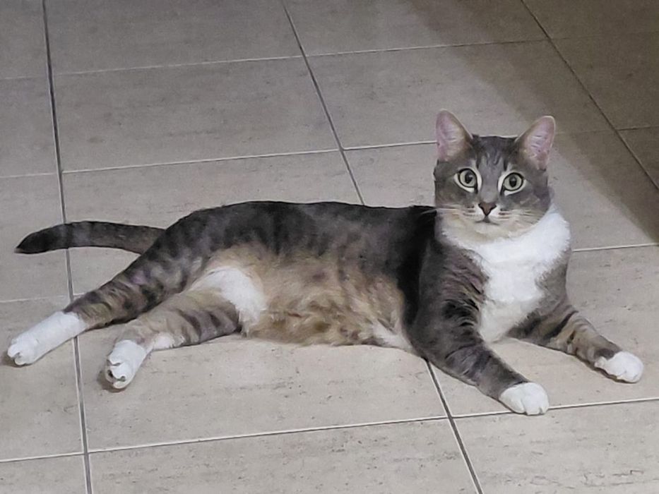 Пропал домашний кот