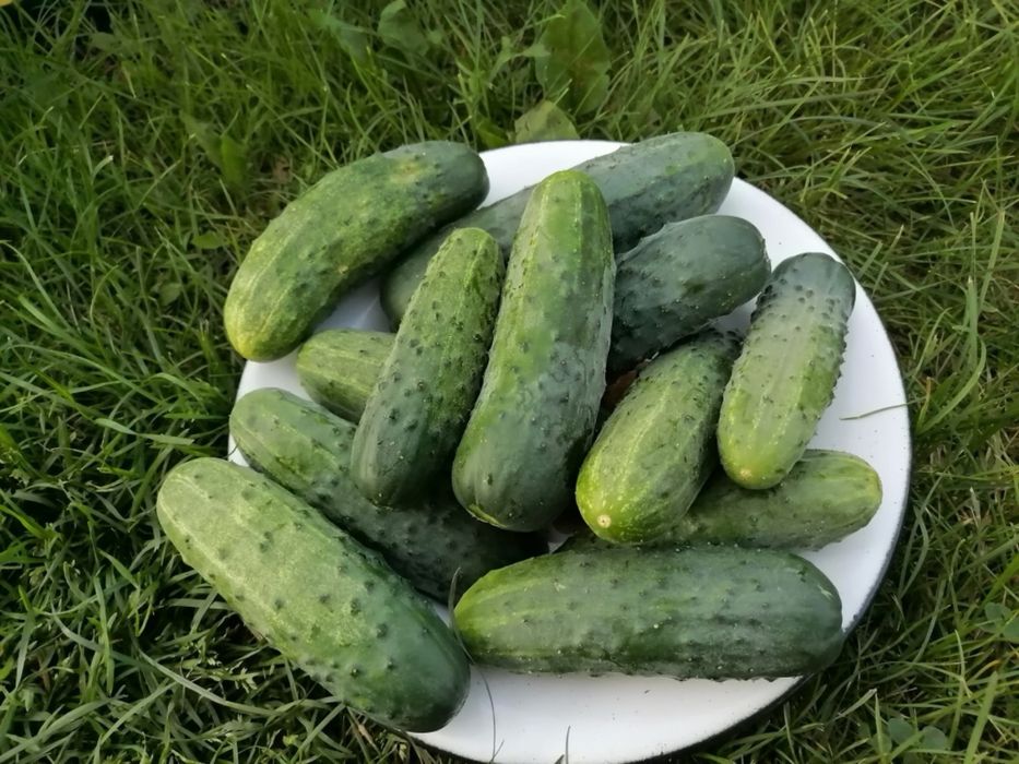 Огурцы оптом мешками , Қияр