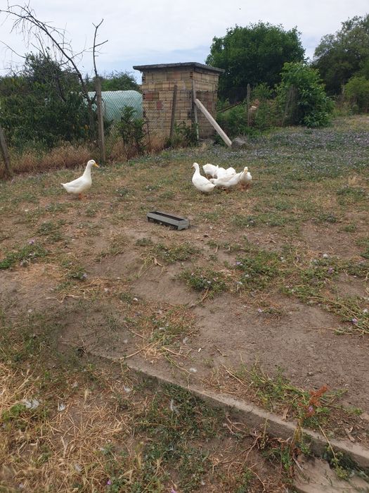 Разплодни яйца  от легбар крем и пекински патици,