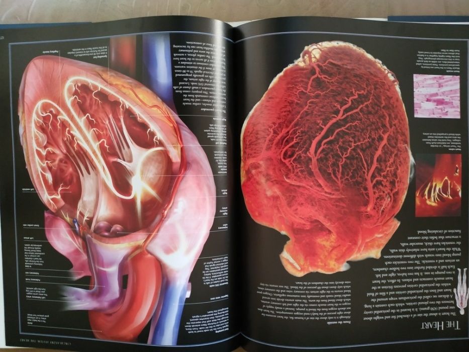 Атлас анатомический