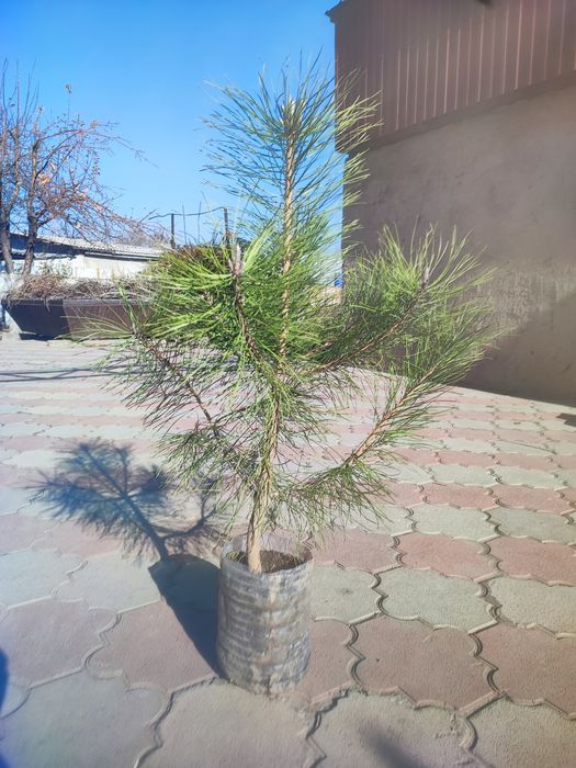 Сосна, туя и моживельник