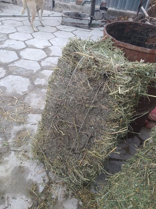 Клевер первый кос