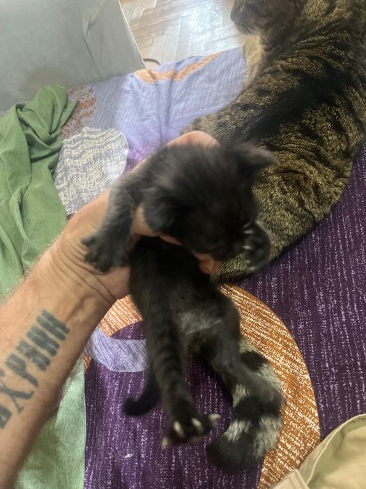 Котенок Уголек ищет семью.