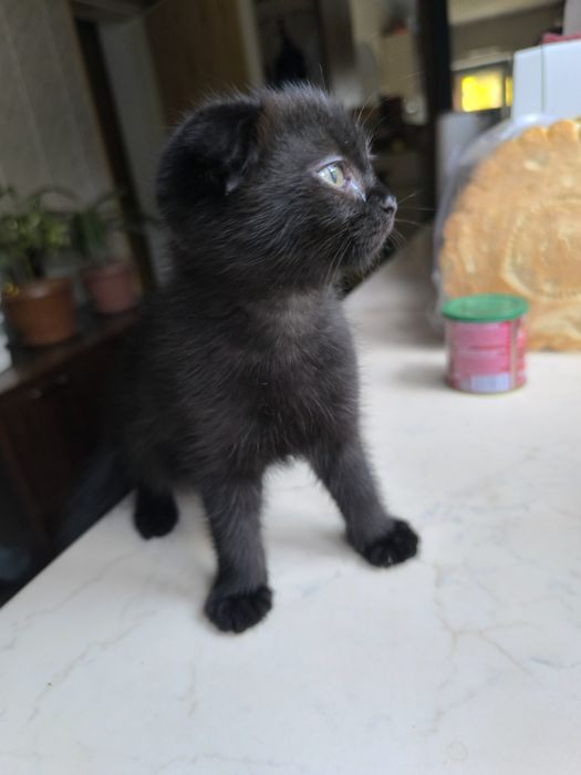 Продаются котята