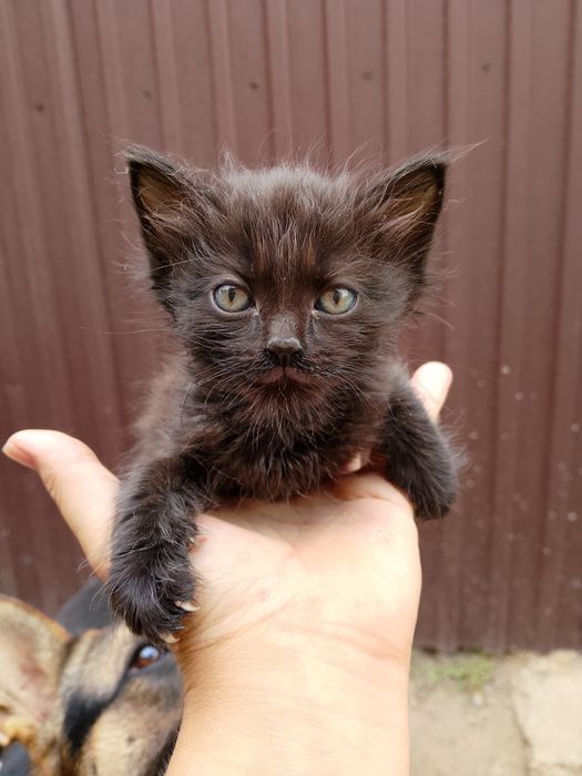 Отдам котят срочно