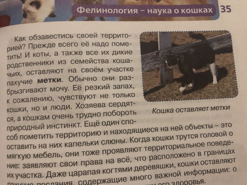 Детская энциклопедия «Кошки» Росмэн