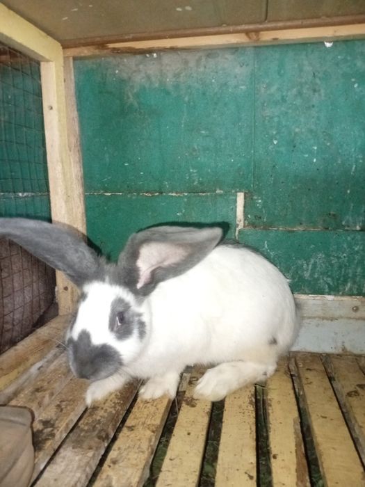 Продам кролика породы НПВ (Строкач)