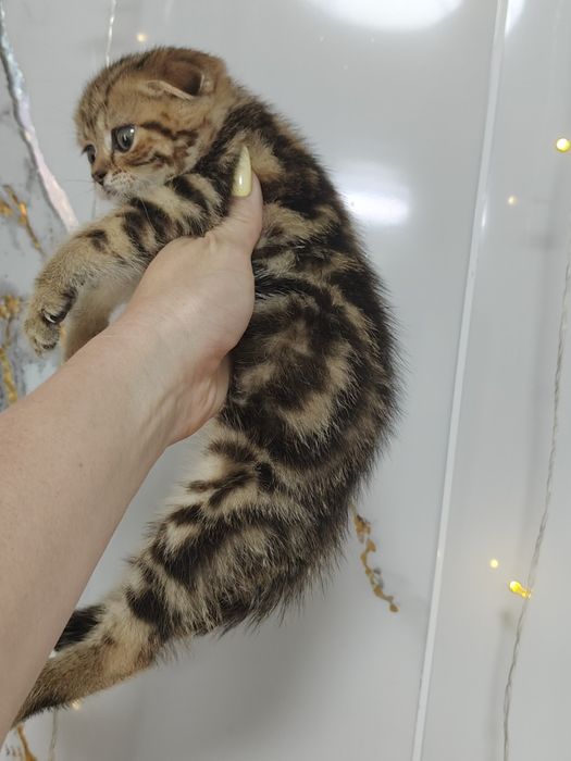 Котята  золотисто-чёрный мрамор.